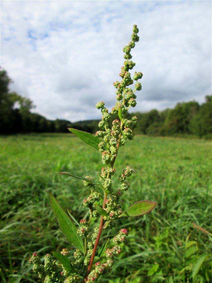 Weißer Gänsefuß (Chenopodium album) auf einer Ackerbrache an der Saaraue Grosbliederstroff