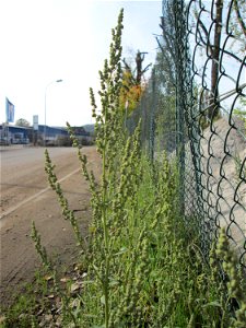 Weißer Gänsefuß (Chenopodium album) in Brebach