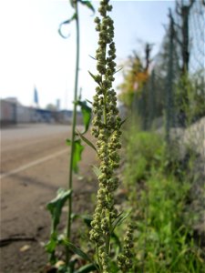 Weißer Gänsefuß (Chenopodium album) in Brebach