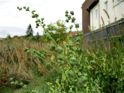 Weißer Gänsefuß (Chenopodium album) in Brebach
