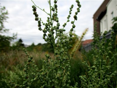 Weißer Gänsefuß (Chenopodium album) in Brebach