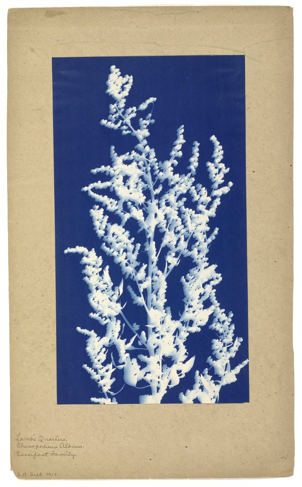 IdentificatieTitel(s): Melganzenvoet of witte ganzenvoetMelganzenvoet of witte ganzevoet (Chenopodium album)Objecttype: foto Objectnummer: RP-F-2013-16Opschriften / Merken: opschrift, recto, handgesch