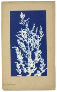 IdentificatieTitel(s): Melganzenvoet of witte ganzenvoetMelganzenvoet of witte ganzevoet (Chenopodium album)Objecttype: foto Objectnummer: RP-F-2013-16Opschriften / Merken: opschrift, recto, handgesch