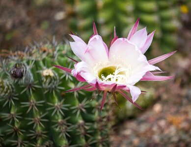 Cactus cactus blossom bloom photo