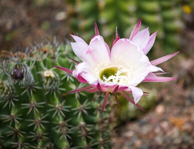 Cactus cactus blossom bloom