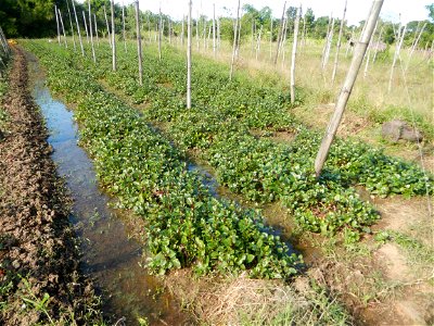 Ipomoea batatas Basella alba Landscape of vegetable plantations (Binagbag, Angat, Bulacan village).