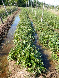 Ipomoea batatas Basella alba Landscape of vegetable plantations (Binagbag, Angat, Bulacan village).