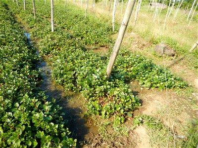 Ipomoea batatas Basella alba Landscape of vegetable plantations (Binagbag, Angat, Bulacan village).