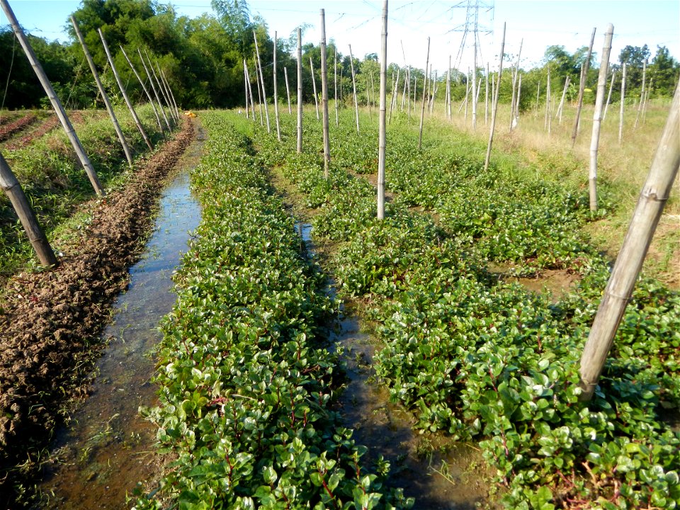 Ipomoea batatas Basella alba Landscape of vegetable plantations (Binagbag, Angat, Bulacan village).