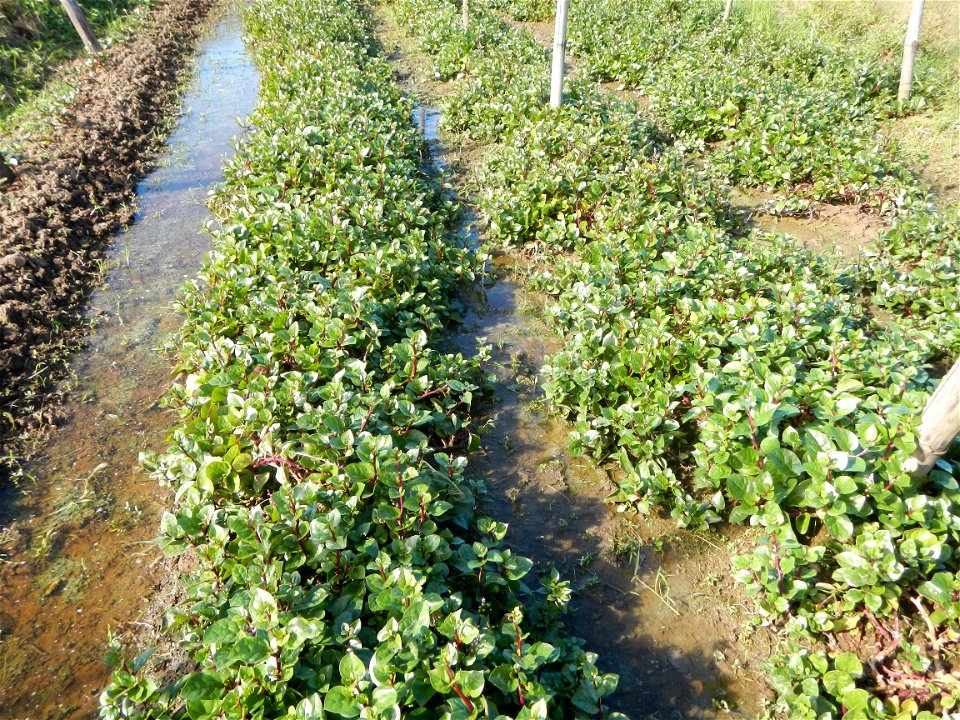 Ipomoea batatas Basella alba Landscape of vegetable plantations (Binagbag, Angat, Bulacan village).