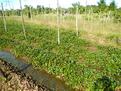 Ipomoea batatas Basella alba Landscape of vegetable plantations (Binagbag, Angat, Bulacan village).