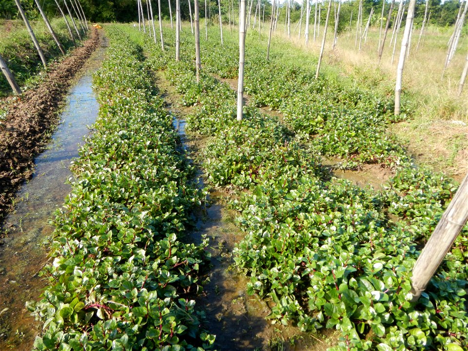 Ipomoea batatas Basella alba Landscape of vegetable plantations (Binagbag, Angat, Bulacan village).