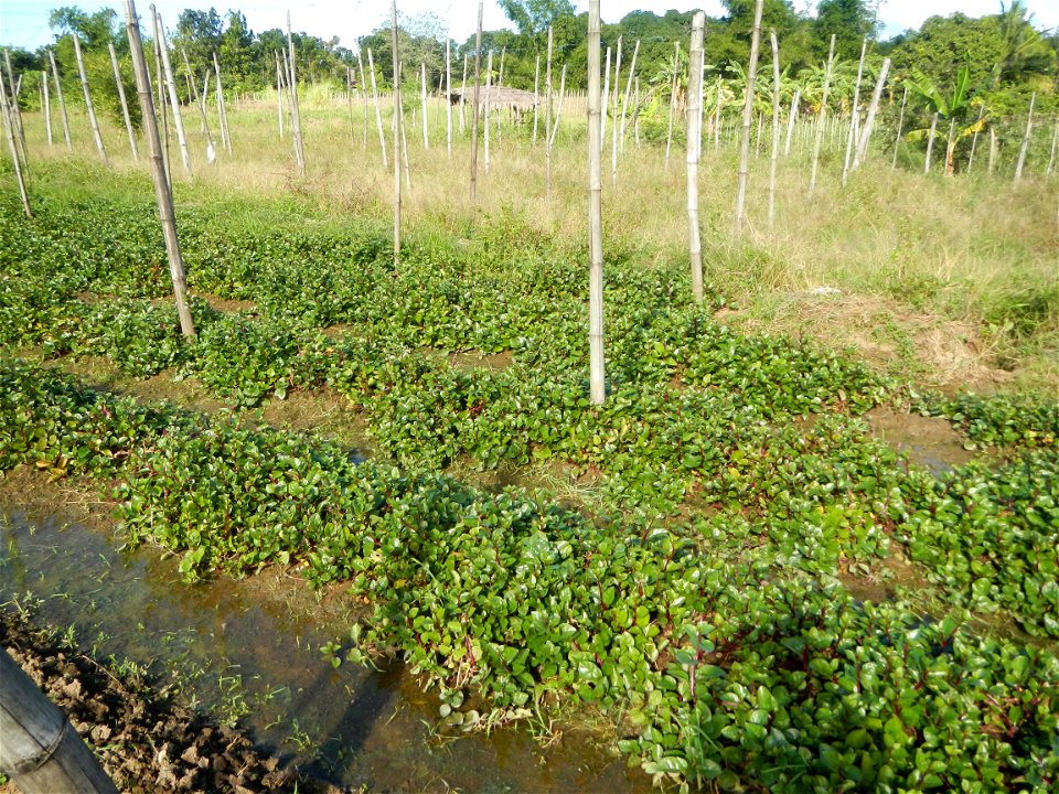 Ipomoea batatas Basella alba Landscape of vegetable plantations (Binagbag, Angat, Bulacan village).