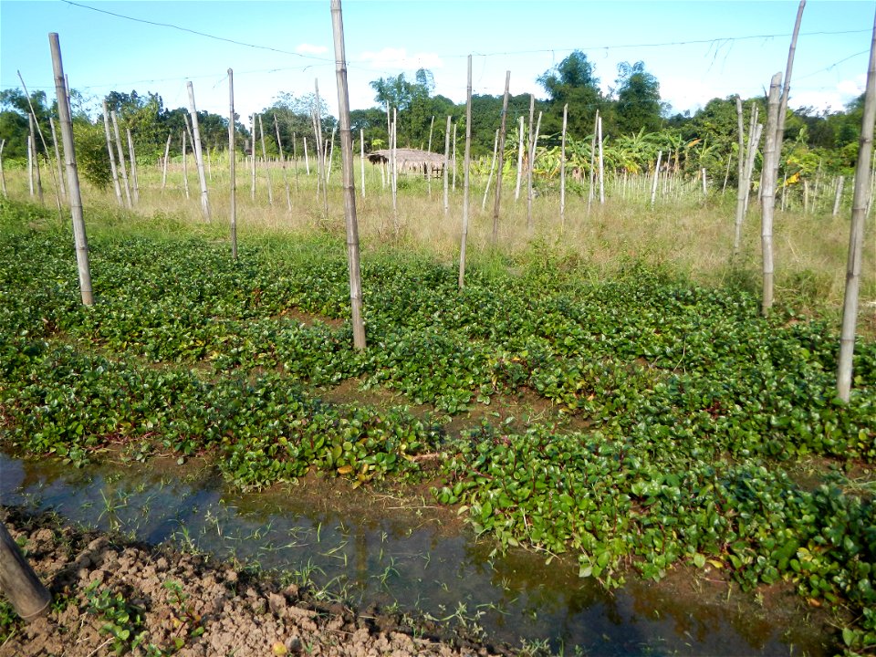 Ipomoea batatas Basella alba Landscape of vegetable plantations (Binagbag, Angat, Bulacan village).