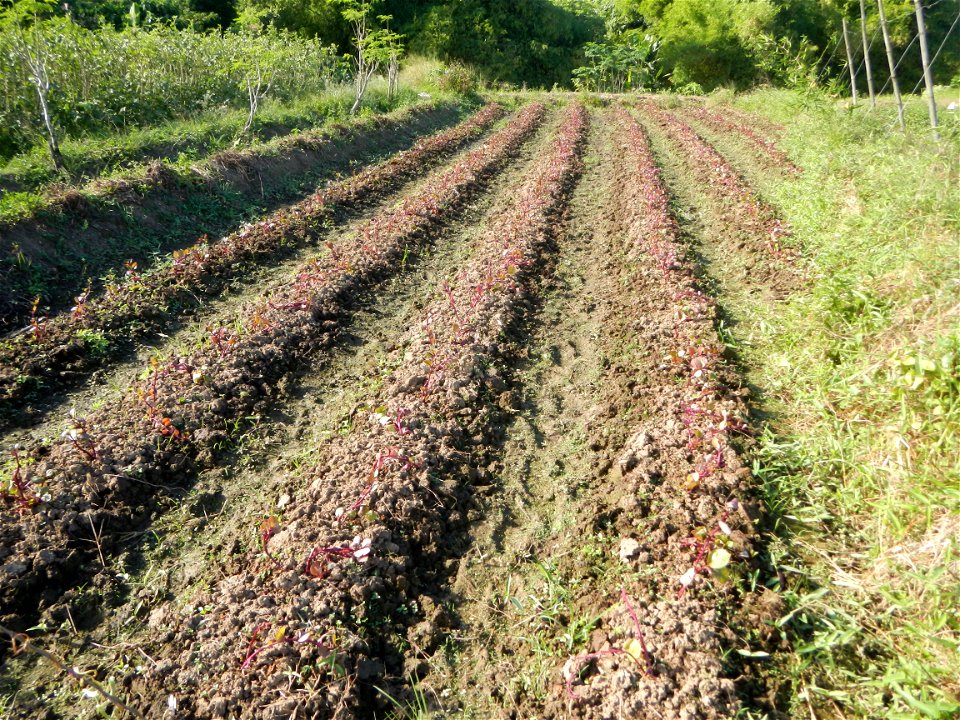 Ipomoea batatas Basella alba Landscape of vegetable plantations (Binagbag, Angat, Bulacan village).