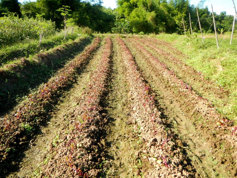 Ipomoea batatas Basella alba Landscape of vegetable plantations (Binagbag, Angat, Bulacan village).