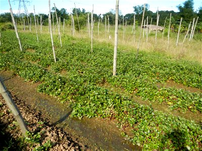 Ipomoea batatas Basella alba Landscape of vegetable plantations (Binagbag, Angat, Bulacan village).