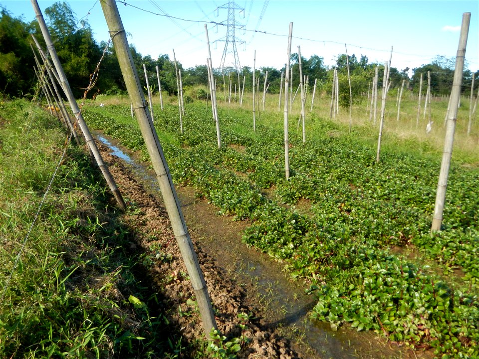 Ipomoea batatas Basella alba Landscape of vegetable plantations (Binagbag, Angat, Bulacan village).