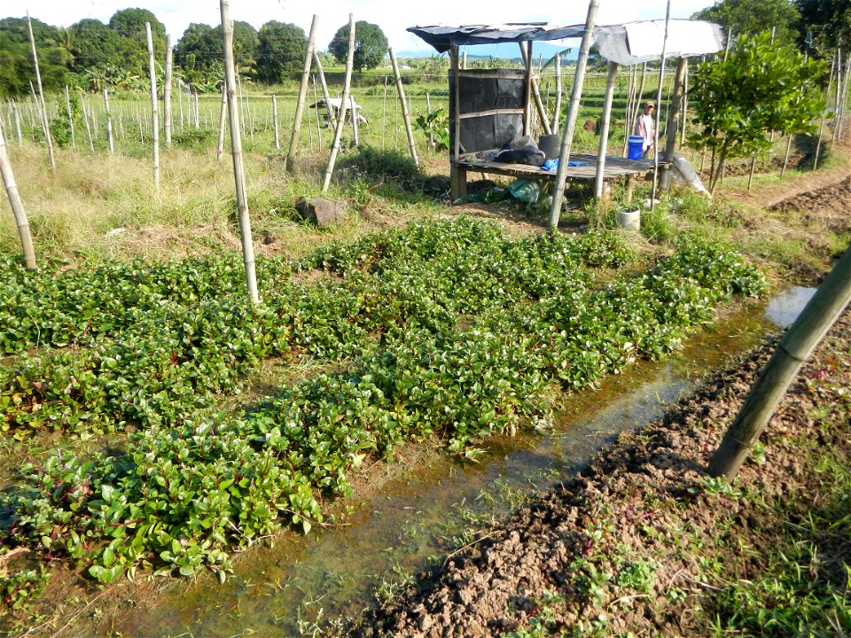 Ipomoea batatas Basella alba Landscape of vegetable plantations (Binagbag, Angat, Bulacan village).