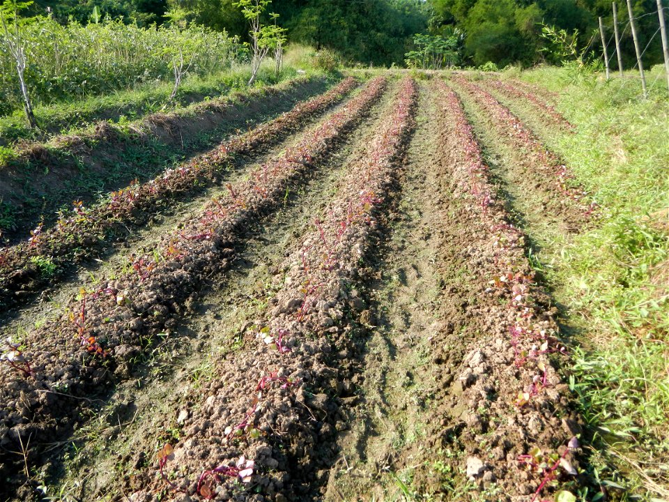 Ipomoea batatas Basella alba Landscape of vegetable plantations (Binagbag, Angat, Bulacan village).