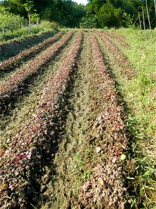 Ipomoea batatas Basella alba Landscape of vegetable plantations (Binagbag, Angat, Bulacan village).
