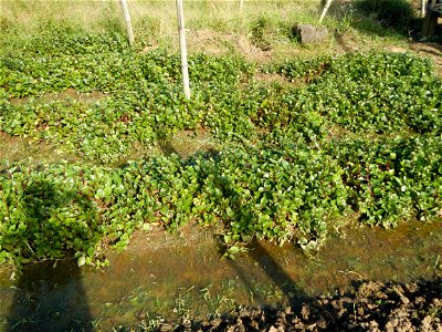 Ipomoea batatas Basella alba Landscape of vegetable plantations (Binagbag, Angat, Bulacan village).