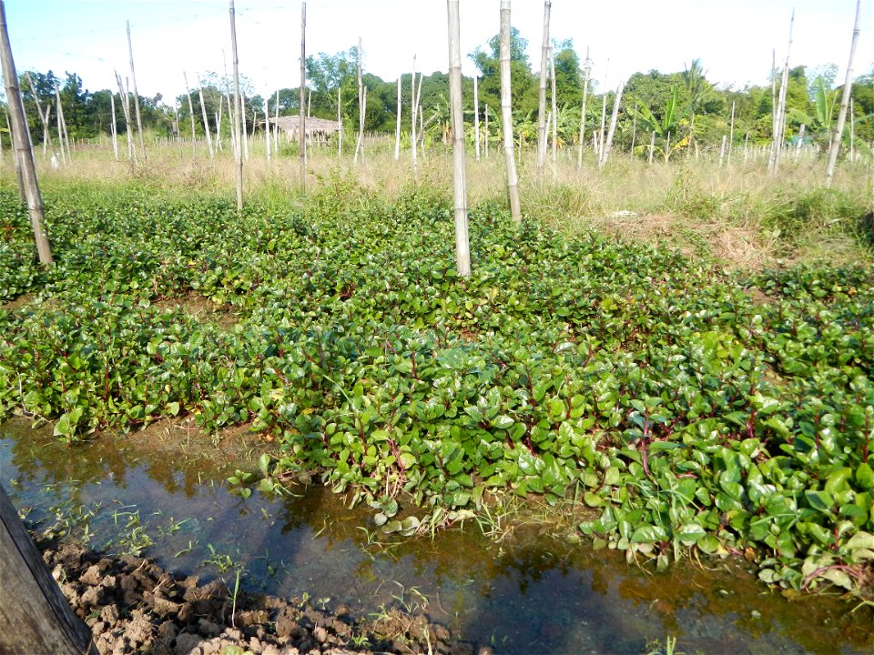 Ipomoea batatas Basella alba Landscape of vegetable plantations (Binagbag, Angat, Bulacan village).