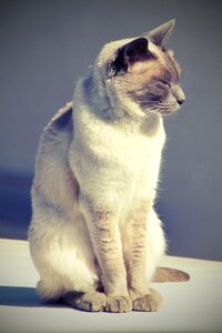 Mieze breed cat kitten photo