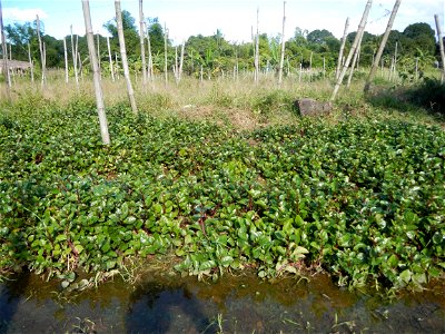 Ipomoea batatas Basella alba Landscape of vegetable plantations (Binagbag, Angat, Bulacan village).