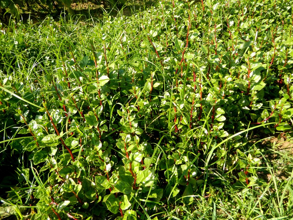 Eggplants, Okra (Abelmoschus esculentus) fields in the Philippines, Basella alba, Alugbati vegetable Basella alba used in  Utan, Vigna unguiculata subsp. sesquipedalis or Sitaw or string beans, Siling