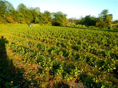 Alugbati vegetable Basella alba used in Utan Basella Malabar spinach Basella rubra L. with deep red and purple stems in Barangay Tukod 15°0'10"N  121°3'18"E Pulo 14°57'54"N 121°0'53"E beside Chapel 14