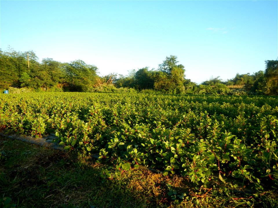 Alugbati vegetable Basella alba used in Utan Basella Malabar spinach Basella rubra L. with deep red and purple stems in Barangay Tukod 15°0'10"N  121°3'18"E Pulo 14°57'54"N 121°0'53"E beside Chapel 14