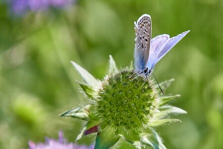 Bloom insect nature