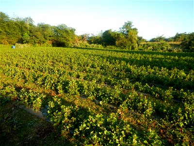 Alugbati vegetable Basella alba used in Utan Basella Malabar spinach Basella rubra L. with deep red and purple stems in Barangay Tukod 15°0'10"N  121°3'18"E Pulo 14°57'54"N 121°0'53"E beside Chapel 14