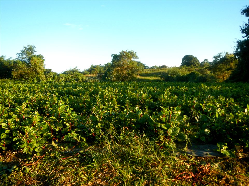 Alugbati vegetable Basella alba used in Utan Basella Malabar spinach Basella rubra L. with deep red and purple stems in Barangay Tukod 15°0'10"N  121°3'18"E Pulo 14°57'54"N 121°0'53"E beside Chapel 14