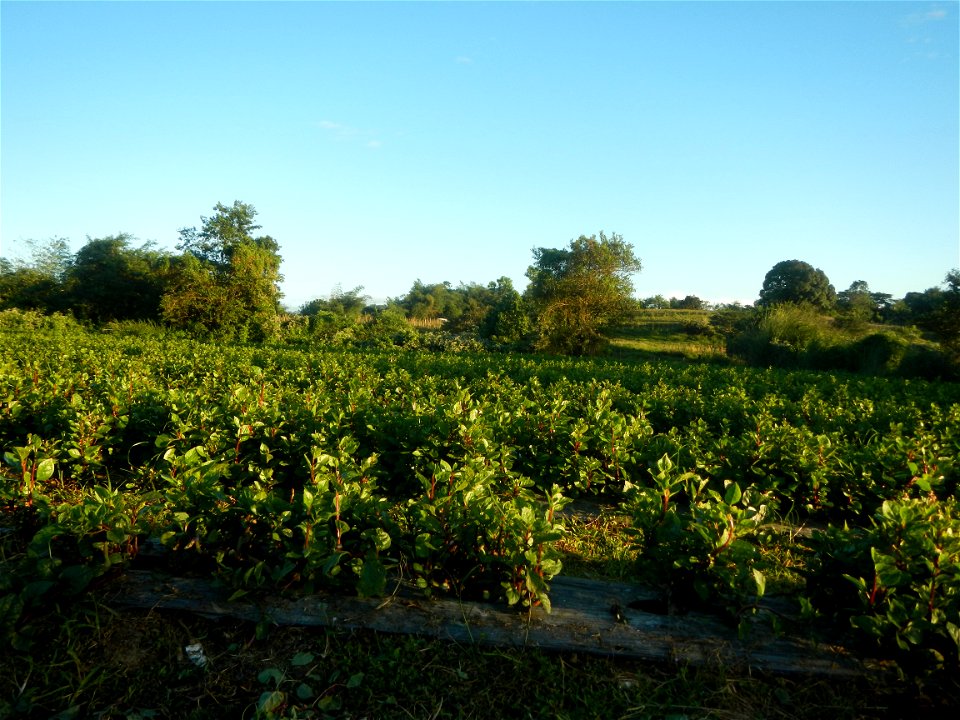 Alugbati vegetable Basella alba used in Utan Basella Malabar spinach Basella rubra L. with deep red and purple stems in Barangay Tukod 15°0'10"N  121°3'18"E Pulo 14°57'54"N 121°0'53"E beside Chapel 14