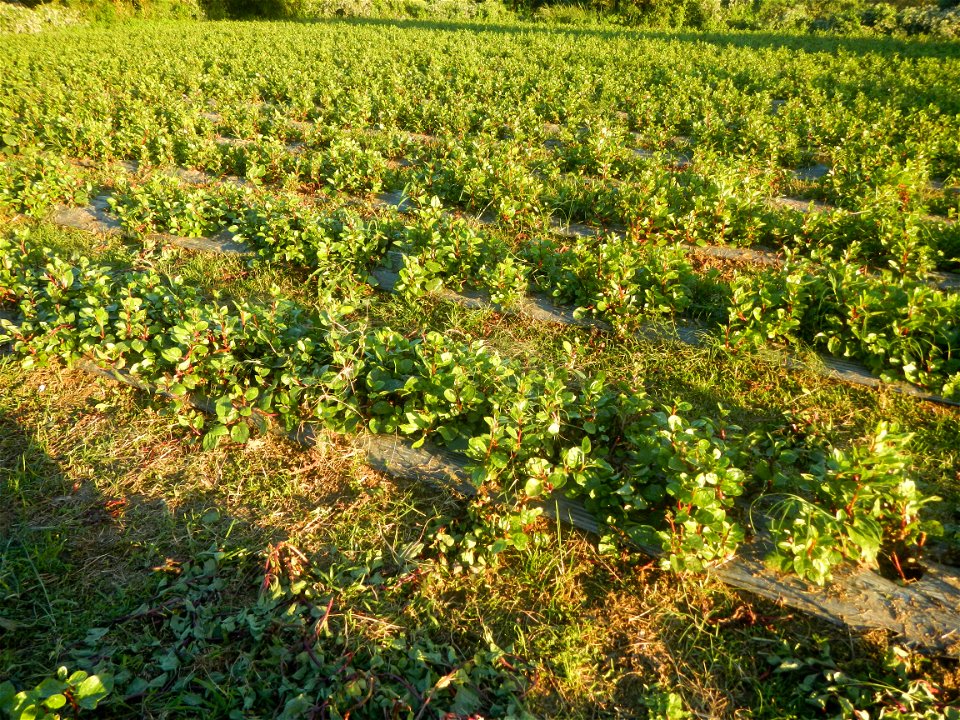 Alugbati vegetable Basella alba used in Utan Basella Malabar spinach Basella rubra L. with deep red and purple stems in Barangay Tukod 15°0'10"N  121°3'18"E Pulo 14°57'54"N 121°0'53"E beside Chapel 14