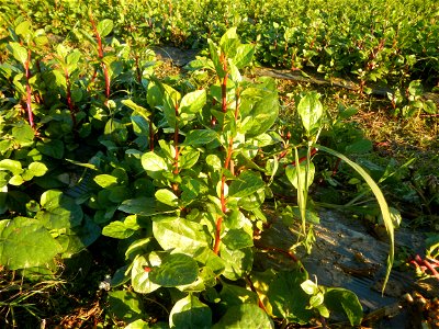 Alugbati vegetable Basella alba used in Utan Basella Malabar spinach Basella rubra L. with deep red and purple stems in Barangay Tukod 15°0'10"N  121°3'18"E Pulo 14°57'54"N 121°0'53"E beside Chapel 14