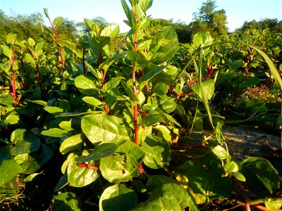 Alugbati vegetable Basella alba used in Utan Basella Malabar spinach Basella rubra L. with deep red and purple stems in Barangay Tukod 15°0'10"N  121°3'18"E Pulo 14°57'54"N 121°0'53"E beside Chapel 14