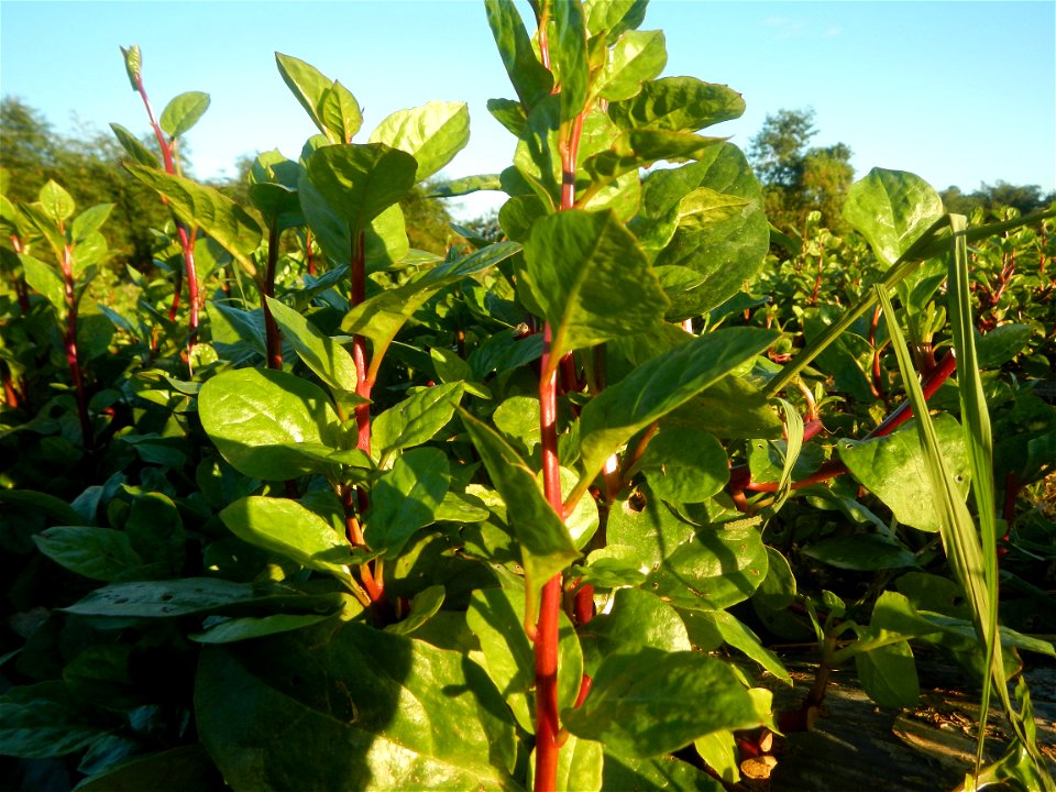 Alugbati vegetable Basella alba used in Utan Basella Malabar spinach Basella rubra L. with deep red and purple stems in Barangay Tukod 15°0'10"N  121°3'18"E Pulo 14°57'54"N 121°0'53"E beside Chapel 14