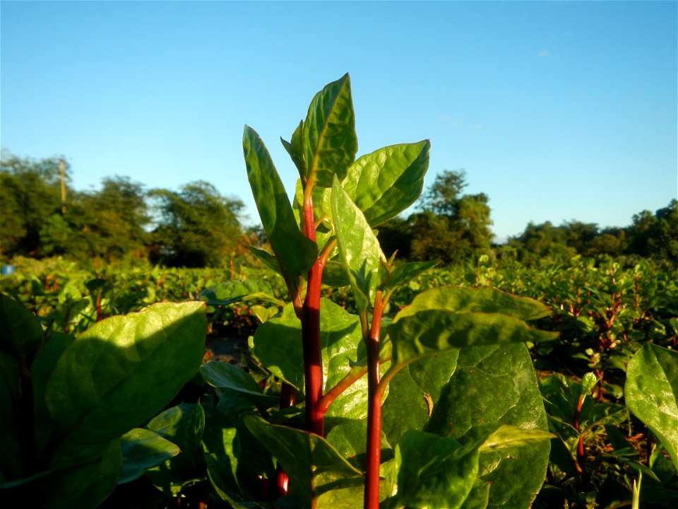 Alugbati vegetable Basella alba used in Utan Basella Malabar spinach Basella rubra L. with deep red and purple stems in Barangay Tukod 15°0'10"N  121°3'18"E Pulo 14°57'54"N 121°0'53"E beside Chapel 14