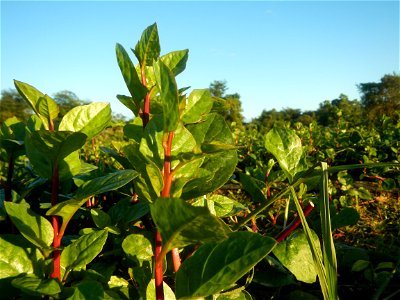 Alugbati vegetable Basella alba used in Utan Basella Malabar spinach Basella rubra L. with deep red and purple stems in Barangay Tukod 15°0'10"N  121°3'18"E Pulo 14°57'54"N 121°0'53"E beside Chapel 14