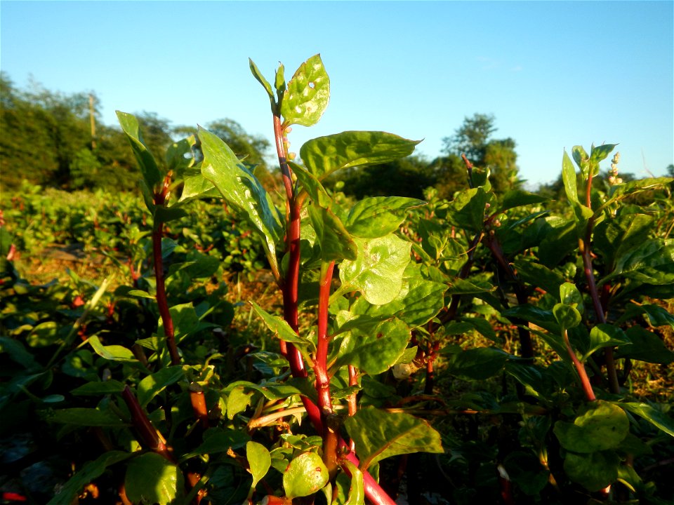 Alugbati vegetable Basella alba used in Utan Basella Malabar spinach Basella rubra L. with deep red and purple stems in Barangay Tukod 15°0'10"N  121°3'18"E Pulo 14°57'54"N 121°0'53"E beside Chapel 14