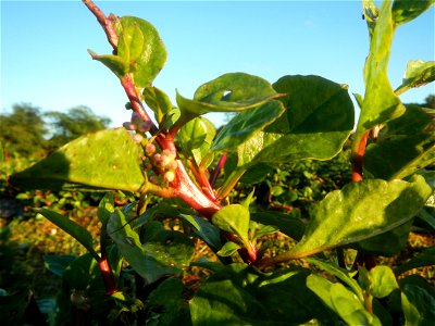 Alugbati vegetable Basella alba used in Utan Basella Malabar spinach Basella rubra L. with deep red and purple stems in Barangay Tukod 15°0'10"N  121°3'18"E Pulo 14°57'54"N 121°0'53"E beside Chapel 14
