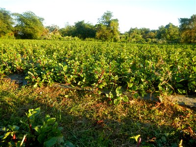 Alugbati vegetable Basella alba used in Utan Basella Malabar spinach Basella rubra L. with deep red and purple stems in Barangay Tukod 15°0'10"N  121°3'18"E Pulo 14°57'54"N 121°0'53"E beside Chapel 14