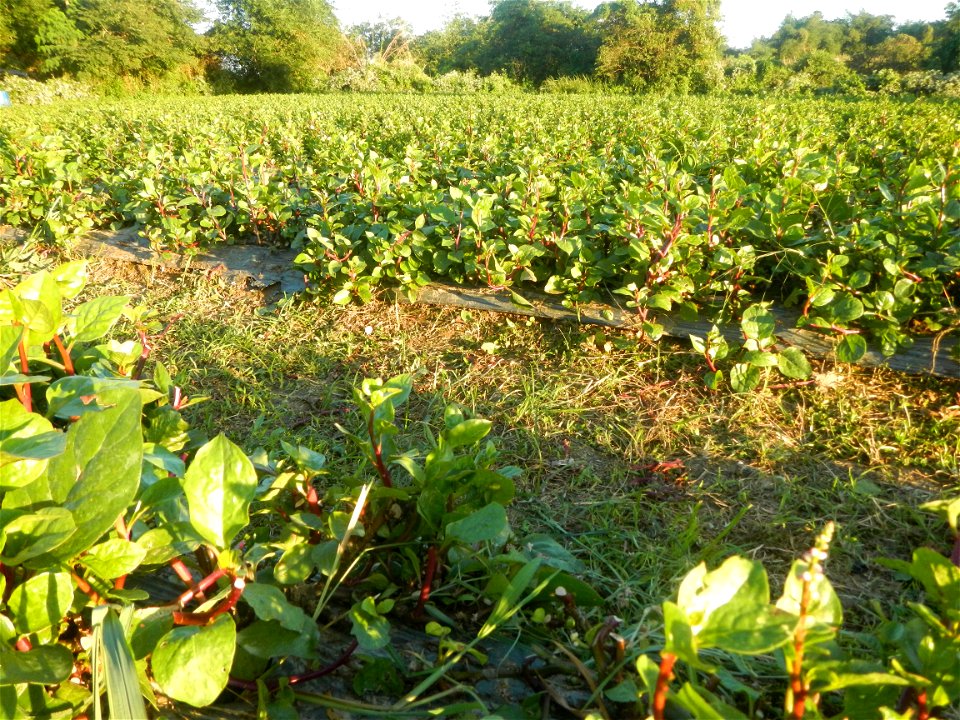 Alugbati vegetable Basella alba used in Utan Basella Malabar spinach Basella rubra L. with deep red and purple stems in Barangay Tukod 15°0'10"N  121°3'18"E Pulo 14°57'54"N 121°0'53"E beside Chapel 14