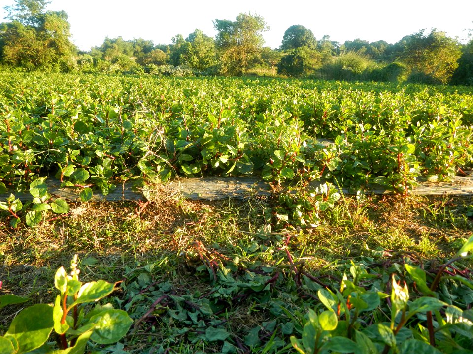 Alugbati vegetable Basella alba used in Utan Basella Malabar spinach Basella rubra L. with deep red and purple stems in Barangay Tukod 15°0'10"N  121°3'18"E Pulo 14°57'54"N 121°0'53"E beside Chapel 14