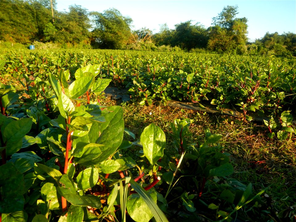Alugbati vegetable Basella alba used in Utan Basella Malabar spinach Basella rubra L. with deep red and purple stems in Barangay Tukod 15°0'10"N  121°3'18"E Pulo 14°57'54"N 121°0'53"E beside Chapel 14