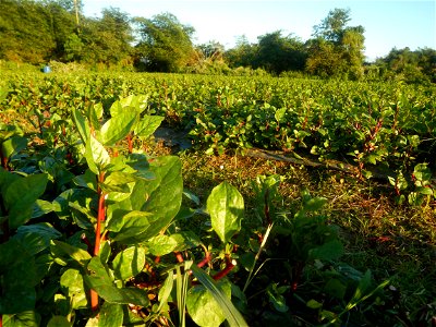 Alugbati vegetable Basella alba used in Utan Basella Malabar spinach Basella rubra L. with deep red and purple stems in Barangay Tukod 15°0'10"N  121°3'18"E Pulo 14°57'54"N 121°0'53"E beside Chapel 14