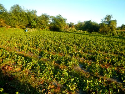 Alugbati vegetable Basella alba used in Utan Basella Malabar spinach Basella rubra L. with deep red and purple stems in Barangay Tukod 15°0'10"N  121°3'18"E Pulo 14°57'54"N 121°0'53"E beside Chapel 14
